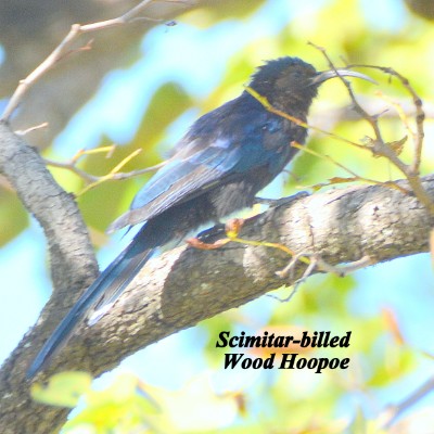 Scimitar-billed Wood Hoopoe